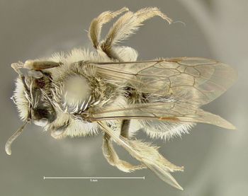 Media type: image;   Entomology 609512 Aspect: habitus dorsal view